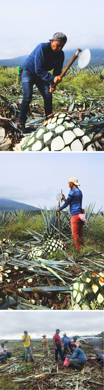 harvesting agave